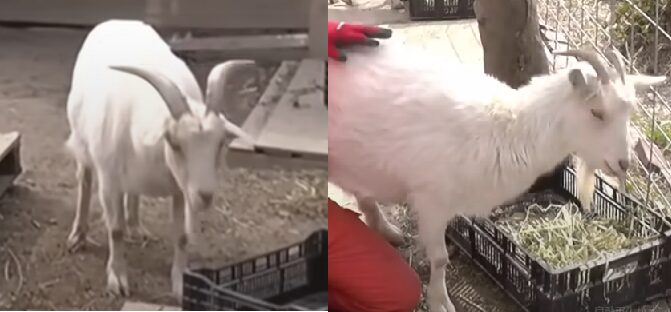 榛葉賀津也が飼っているヤギのリーチとローズ