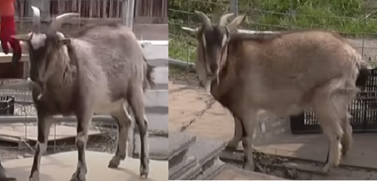 榛葉賀津也が飼っているヤギのビリーとケイト